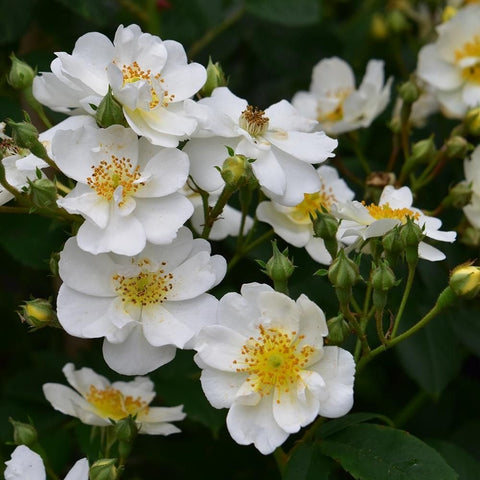 White rose blossoms with yellow-speckled centers and tight green buds on stems