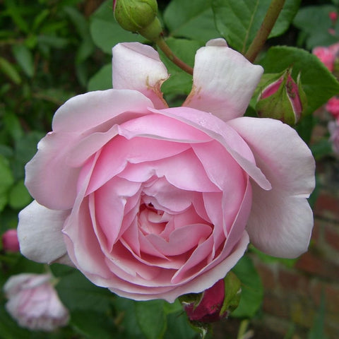 Pale pink rose bloom with tightly layered petals and green leaves