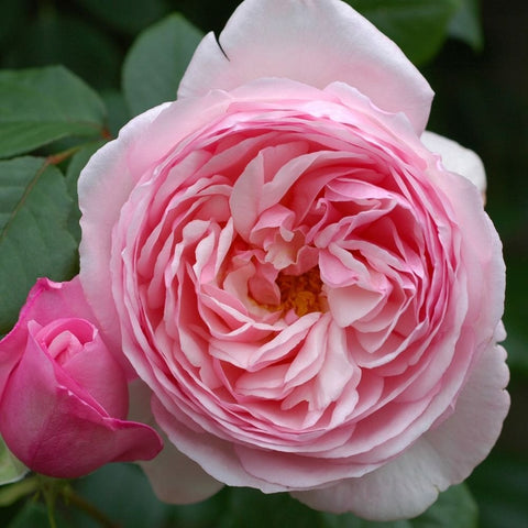 Pink and white rose bloom with layered petals and small yellow center