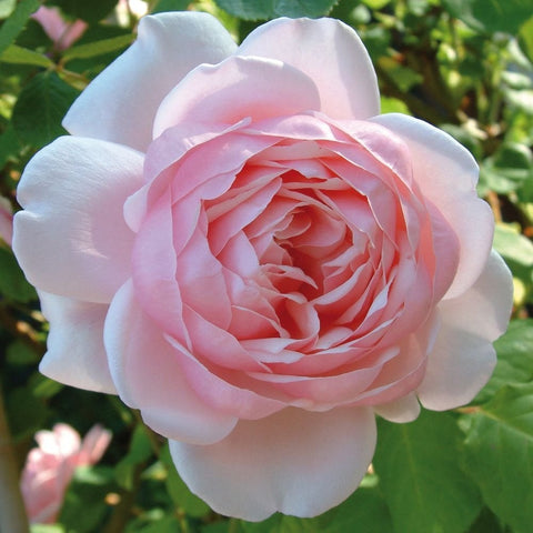 Light pink rose bloom with layered petals and bright center