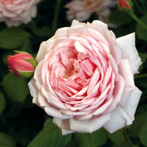 Creamy pink rose bloom with layered petals and unopened bud nearby