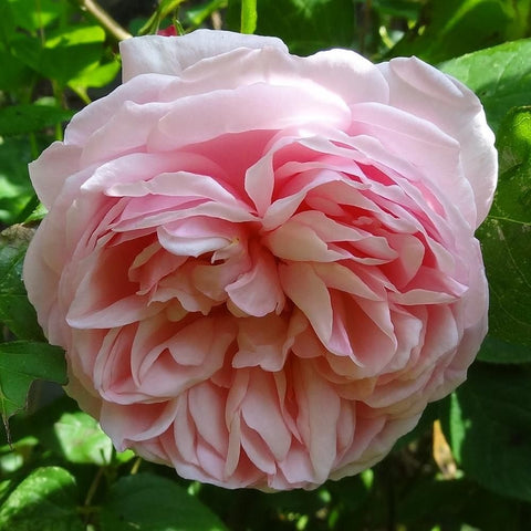 Soft pink rose bloom with frilled petals and green foliage