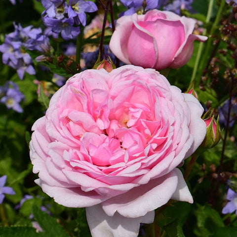 Pink rose bloom with layered petals and small buds on stems