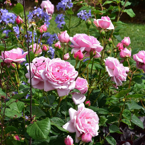 Cluster of pink rose flowers on stems with green leaves