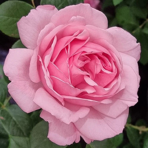 Light pink rose bloom with layered petals and darker pink center