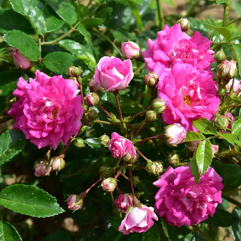 Pink rambler rose blooms with buds and green leaves on branching stems