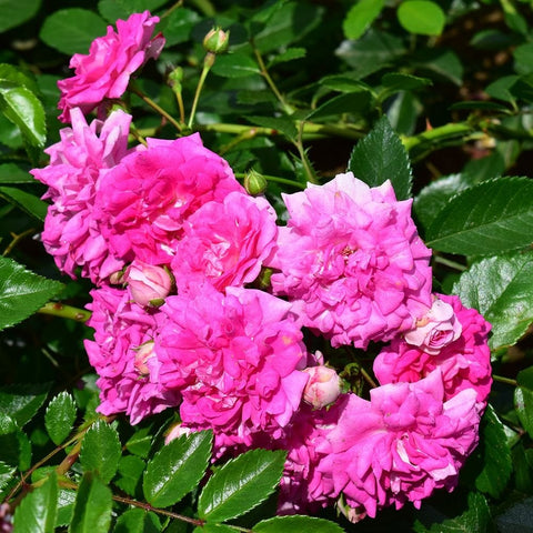 Pink rambler rose blossoms with green leaves and tight bud clusters