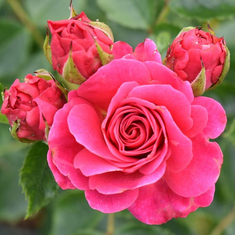 Starlight Express rose bloom with layered hot-pink petals and green buds