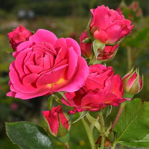 Starlight Express rose flowers with hot-pink blooms and unopened buds on stems