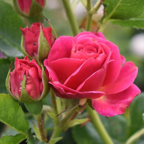 Starlight Express rose bloom and bud clusters with hot-pink petals and green leaves