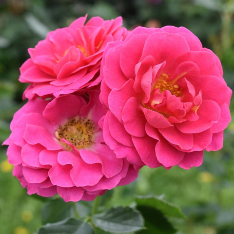 Starlight Express rose blossoms in hot-pink with visible stamens and layered petals