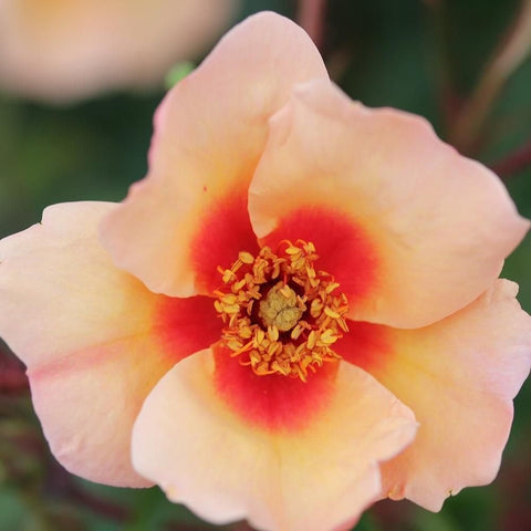 Pale peach rose bloom with red-orange center and yellow stamen