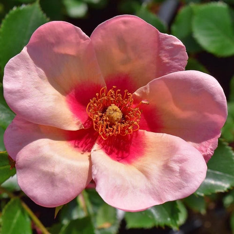 Pink rose flower with red-orange center and yellow stamen on green leaves