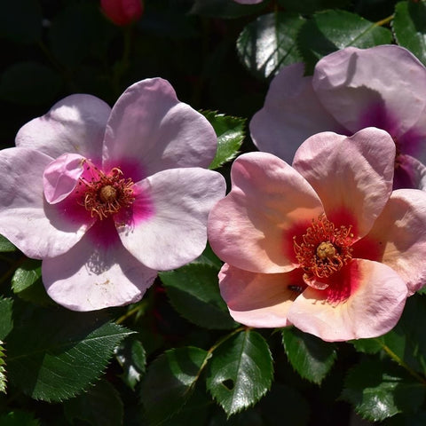 Rose cluster with purple and pink blooms and red centers, surrounded by green leaves
