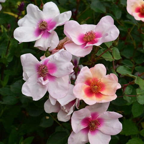 White and pale pink rose flowers with magenta centers and yellow stamen