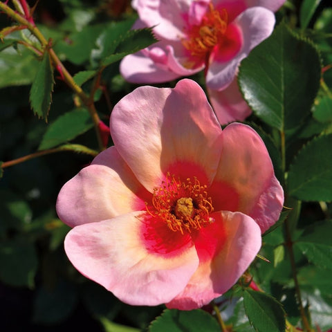 Soft pink rose bloom with red-orange center and yellow stamen on green leaves