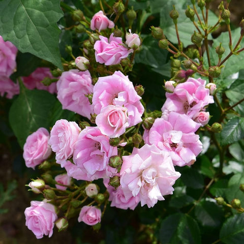 Pink rambler rose blossoms and unopened buds on green leafy stems