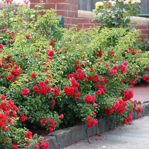 Scarlet rose plant with dense clusters of red blossoms along the garden edge