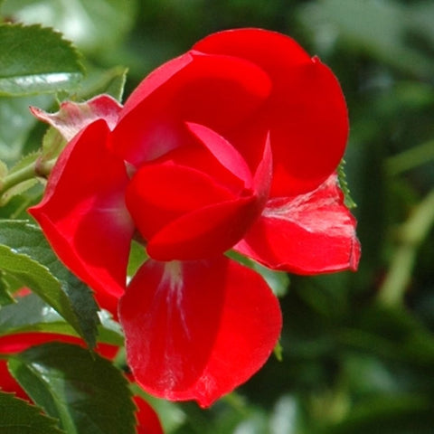 Red rose bloom with layered petals and green leaves on a rose plant