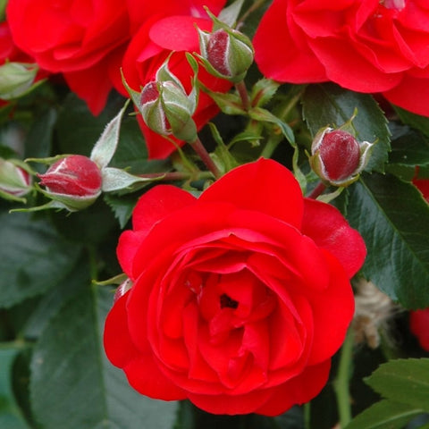 Red rose flower with surrounding buds and dark green leaves