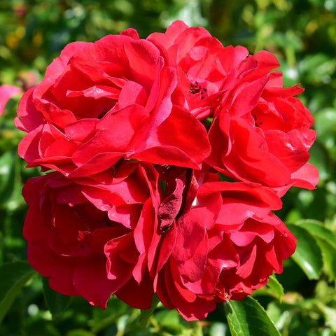 Scarlet double rose blossoms clustered together on green stems and leaves
