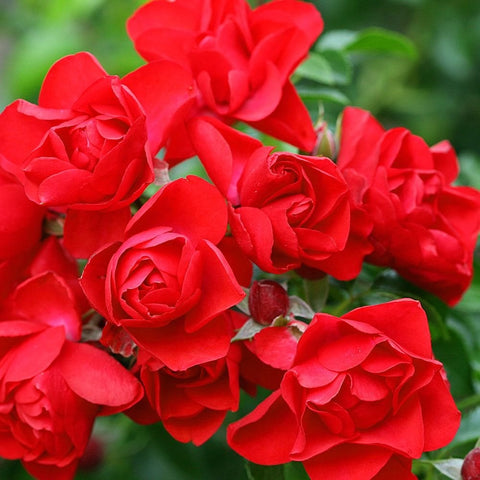 Red rose blossoms with unopened buds and green leaves close-up