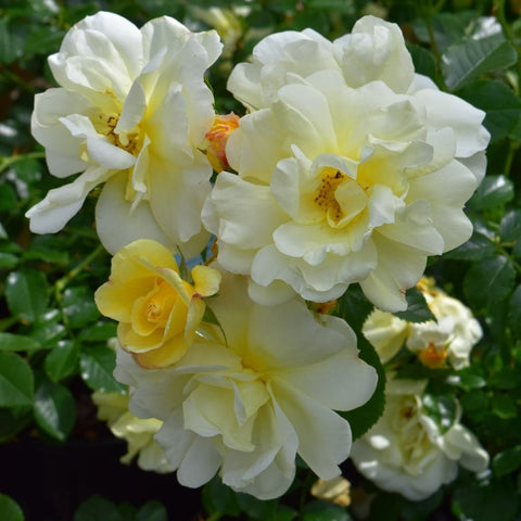White and pale yellow rose blossoms with green foliage