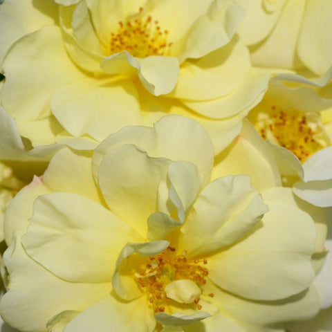 Close-up of pale yellow rose petals with speckled center