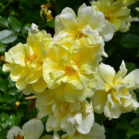 Cluster of cream and yellow rose blossoms with green leaves