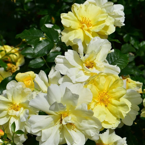 Mixed white and yellow rose blossoms with bright yellow centers