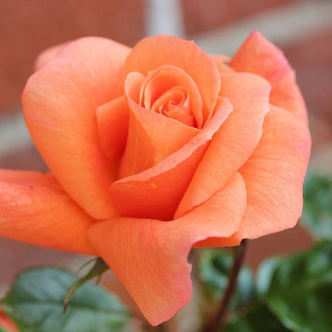 Scent From Heaven rose bloom, orange petals with soft pink shading