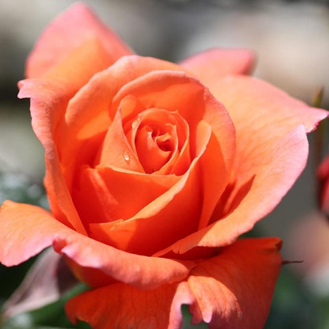 Scent From Heaven rose bloom, layered orange petals with curled center