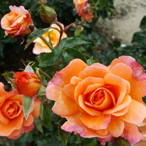 Scent From Heaven rose plant with orange blooms and green leaves