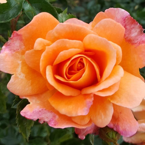 Scent From Heaven rose bloom, orange petals with purple-pink edges