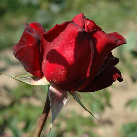 Red bush rose bloom with layered petals and green leaves on stem