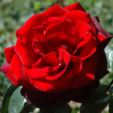 Deep red bush rose with tightly layered ruffled petals and green leaves
