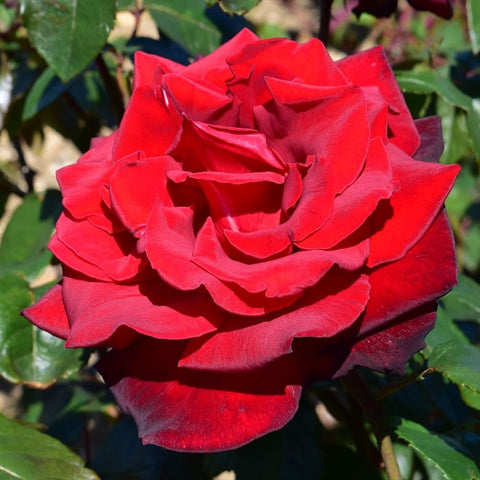 Bright red bush rose bloom with many ruffled petals and green foliage