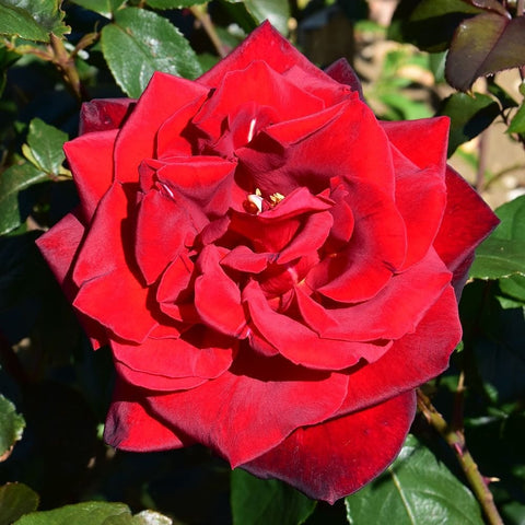 Red bush rose flower with open center and layered petals, green leaves