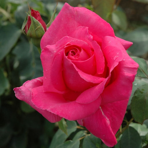 Pink rose bloom with layered petals and green leaves on a stem