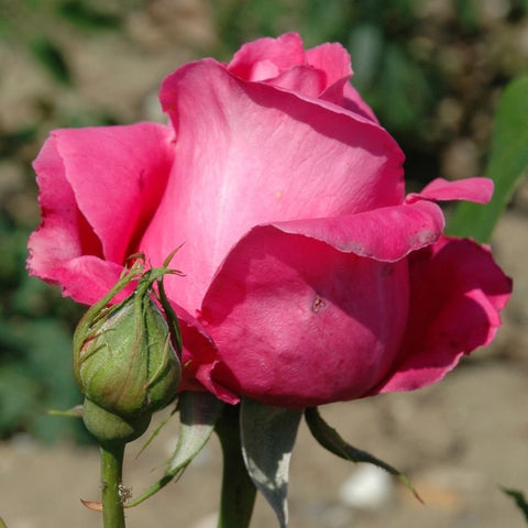 Pink rose bud and blooming rose with green leaves on stems
