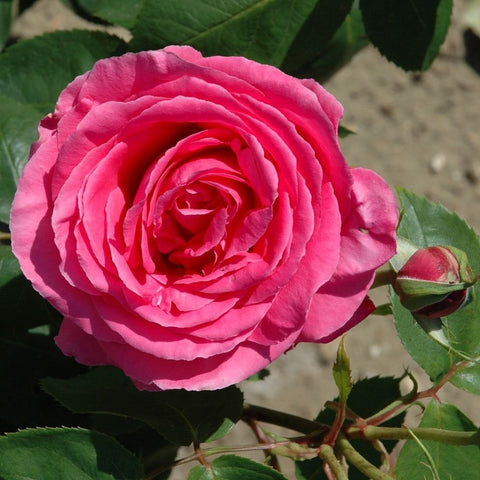 Pink rose flower with ruffled layered petals and green foliage