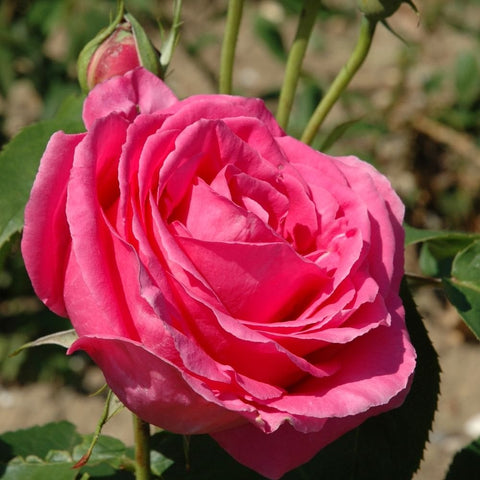 Bright pink rose bloom with a nearby bud and green leaves