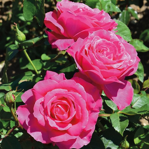 Three pink rose flowers on stems with green leaves