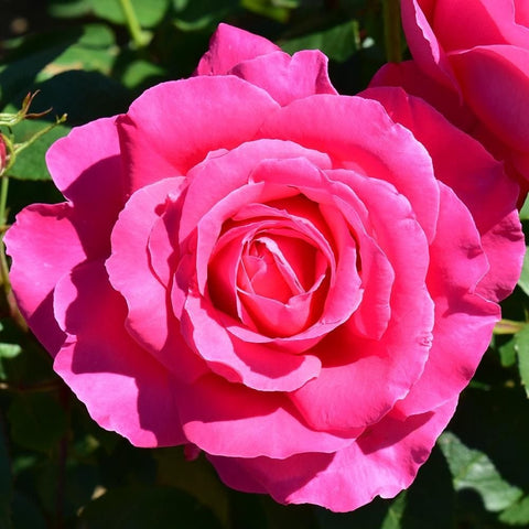 Close-up of a pink rose flower with layered petals and green leaves