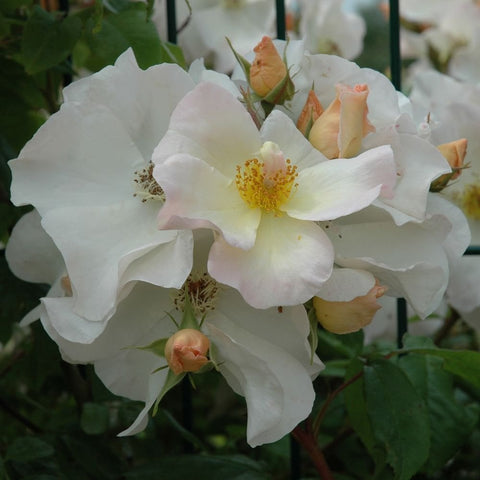 White rose bloom with yellow center and peach buds, on green stems and leaves