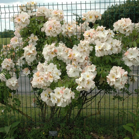 Cream-white double rose clusters growing along a metal fence trellis