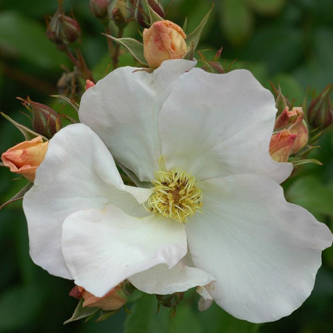 Close-up white rose flower with yellow center and peach-tinged buds