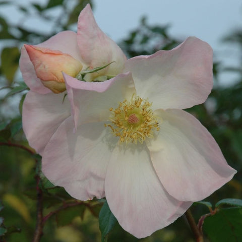 Light pink rose bloom with yellow center and surrounding buds