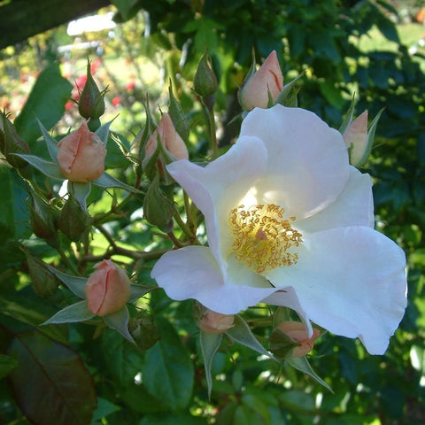 White rose blossom on a leafy stem with unopened peach buds