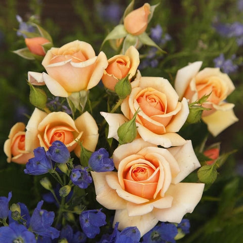 Peach roses with green leaves and small purple flowers